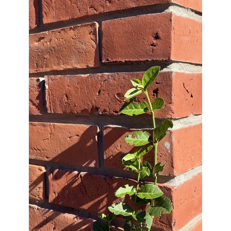 Płytki z cegły, licówki STARY MUR, płytka narożnikowa